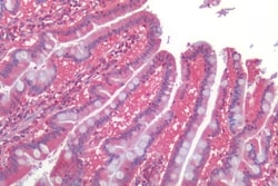 Invitrogen GPR160 Polyclonal Antibody 50 &mu;g; Unconjugated:Antibodies,