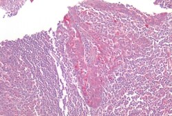 Invitrogen GPR160 Polyclonal Antibody 50 &mu;g; Unconjugated:Antibodies,