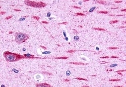 Invitrogen GPR162 Polyclonal Antibody 50 &mu;g; Unconjugated:Antibodies,