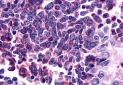 Invitrogen GPR162 Polyclonal Antibody 50 &mu;g; Unconjugated:Antibodies,