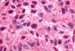 Invitrogen GPR162 Polyclonal Antibody 50 &mu;g; Unconjugated:Antibodies,