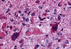 Invitrogen GPR162 Polyclonal Antibody 50 &mu;g; Unconjugated:Antibodies,