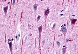 Invitrogen GPR162 Polyclonal Antibody 50 &mu;g; Unconjugated:Antibodies,