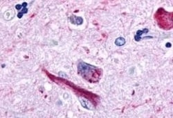 Invitrogen GPR162 Polyclonal Antibody 50 &mu;g; Unconjugated:Antibodies,