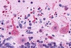 Invitrogen GPR162 Polyclonal Antibody 50 &mu;g; Unconjugated:Antibodies,