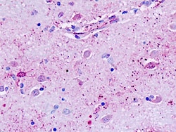 Invitrogen GPR162 Polyclonal Antibody 50 &mu;g; Unconjugated:Antibodies,