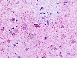 Invitrogen GPR162 Polyclonal Antibody 50 &mu;g; Unconjugated:Antibodies,