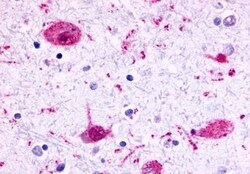 Invitrogen GPR17 Polyclonal Antibody 50 &mu;g; Unconjugated:Antibodies,