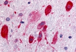 Invitrogen GPR171 Polyclonal Antibody 50 &mu;g; Unconjugated:Antibodies,