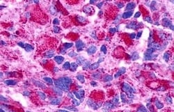Invitrogen GPR174 Polyclonal Antibody 50 &mu;g; Unconjugated:Antibodies,
