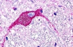 Invitrogen GPR174 Polyclonal Antibody 50 &mu;g; Unconjugated:Antibodies,