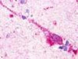 Invitrogen GPR174 Polyclonal Antibody 50 &mu;g; Unconjugated:Antibodies,