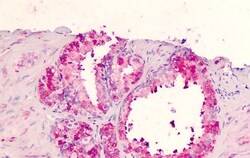 Invitrogen GPR183 Polyclonal Antibody 50 &mu;g | Buy Online | Invitrogen&trade; | Fisher Scientific