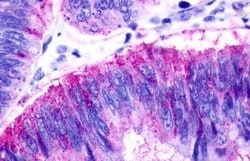 Invitrogen GPR183 Polyclonal Antibody 50 &mu;g | Buy Online | Invitrogen&trade; | Fisher Scientific