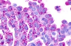 Invitrogen GPR183 Polyclonal Antibody 50 &mu;g | Buy Online | Invitrogen&trade; | Fisher Scientific