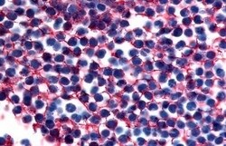 Invitrogen GPR183 Polyclonal Antibody 50 &mu;g | Buy Online | Invitrogen&trade; | Fisher Scientific