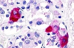 Invitrogen GPR21 Polyclonal Antibody 50 μg; Unconjugated:Antibodies,