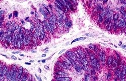 Invitrogen GPR21 Polyclonal Antibody 50 μg; Unconjugated:Antibodies,