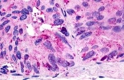 Invitrogen GPR21 Polyclonal Antibody 50 μg; Unconjugated:Antibodies,
