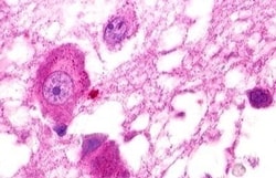 Invitrogen GPR25 Polyclonal Antibody 50 &mu;g; Unconjugated:Antibodies,