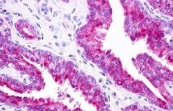 Invitrogen GPR25 Polyclonal Antibody 50 &mu;g; Unconjugated:Antibodies,