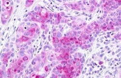 Invitrogen GPR25 Polyclonal Antibody 50 &mu;g; Unconjugated:Antibodies,