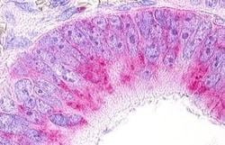 Invitrogen GPR25 Polyclonal Antibody 50 &mu;g; Unconjugated:Antibodies,