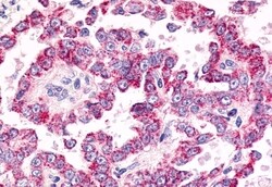 Invitrogen GPR26 Polyclonal Antibody 50 &mu;g | Buy Online | Invitrogen&trade; | Fisher Scientific