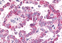 Invitrogen GPR26 Polyclonal Antibody 50 &mu;g | Buy Online | Invitrogen&trade; | Fisher Scientific