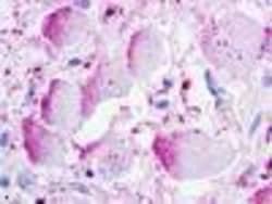 Invitrogen GPR26 Polyclonal Antibody 50 &mu;g; Unconjugated:Antibodies,