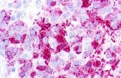 Invitrogen GPR26 Polyclonal Antibody 50 &mu;g; Unconjugated:Antibodies,