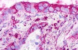 Invitrogen GPR26 Polyclonal Antibody 50 &mu;g; Unconjugated:Antibodies,