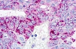 Invitrogen GPR26 Polyclonal Antibody 50 &mu;g; Unconjugated:Antibodies,