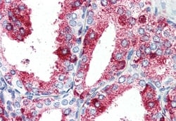 Invitrogen GPR27 Polyclonal Antibody 50 &mu;g; Unconjugated:Antibodies,