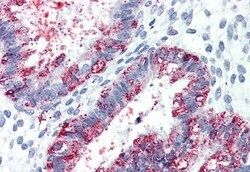Invitrogen GPR27 Polyclonal Antibody 50 &mu;g; Unconjugated:Antibodies,