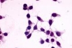 Invitrogen GPR27 Polyclonal Antibody 50 &mu;g; Unconjugated:Antibodies,