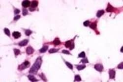 Invitrogen GPR27 Polyclonal Antibody 50 &mu;g; Unconjugated:Antibodies,