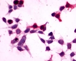 Invitrogen GPR27 Polyclonal Antibody 50 &mu;g; Unconjugated:Antibodies,