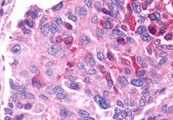 Invitrogen GPR27 Polyclonal Antibody 50 &mu;g; Unconjugated:Antibodies,