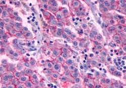 Invitrogen GPR27 Polyclonal Antibody 50 &mu;g; Unconjugated:Antibodies,
