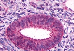 Invitrogen GPR27 Polyclonal Antibody 50 &mu;g; Unconjugated:Antibodies,