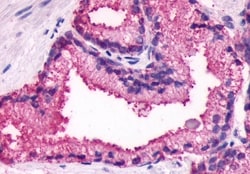 Invitrogen GPR27 Polyclonal Antibody 50 &mu;g; Unconjugated:Antibodies,