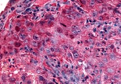 Invitrogen GPR27 Polyclonal Antibody 50 &mu;g; Unconjugated:Antibodies,