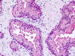 Invitrogen GPR27 Polyclonal Antibody 50 &mu;g; Unconjugated:Antibodies,