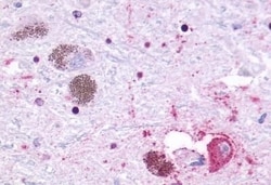 Invitrogen GPR27 Polyclonal Antibody 50 &mu;g; Unconjugated:Antibodies,