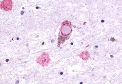 Invitrogen GPR27 Polyclonal Antibody 50 &mu;g; Unconjugated:Antibodies,