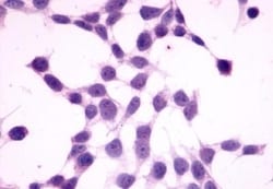 Invitrogen GPR27 Polyclonal Antibody 50 &mu;g; Unconjugated:Antibodies,