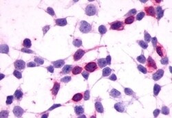 Invitrogen GPR27 Polyclonal Antibody 50 &mu;g; Unconjugated:Antibodies,