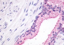 Invitrogen GPR27 Polyclonal Antibody 50 &mu;g; Unconjugated:Antibodies,