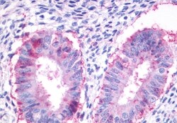 Invitrogen GPR27 Polyclonal Antibody 50 &mu;g; Unconjugated:Antibodies,